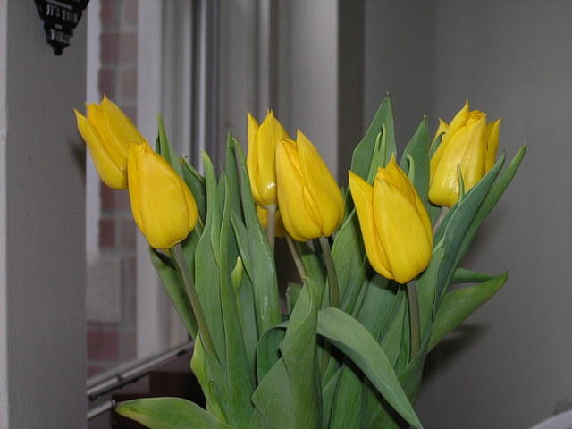 Emmy gave me lovely yellow tulips.