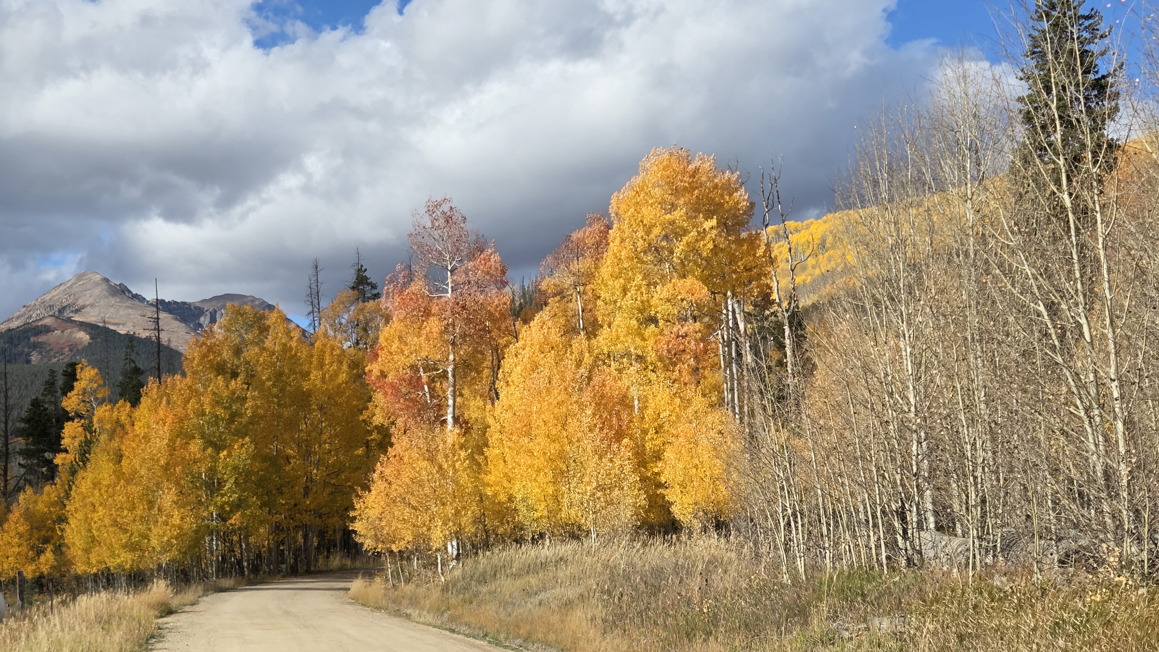 Scenic picture of golden aspen trees in the mountains
