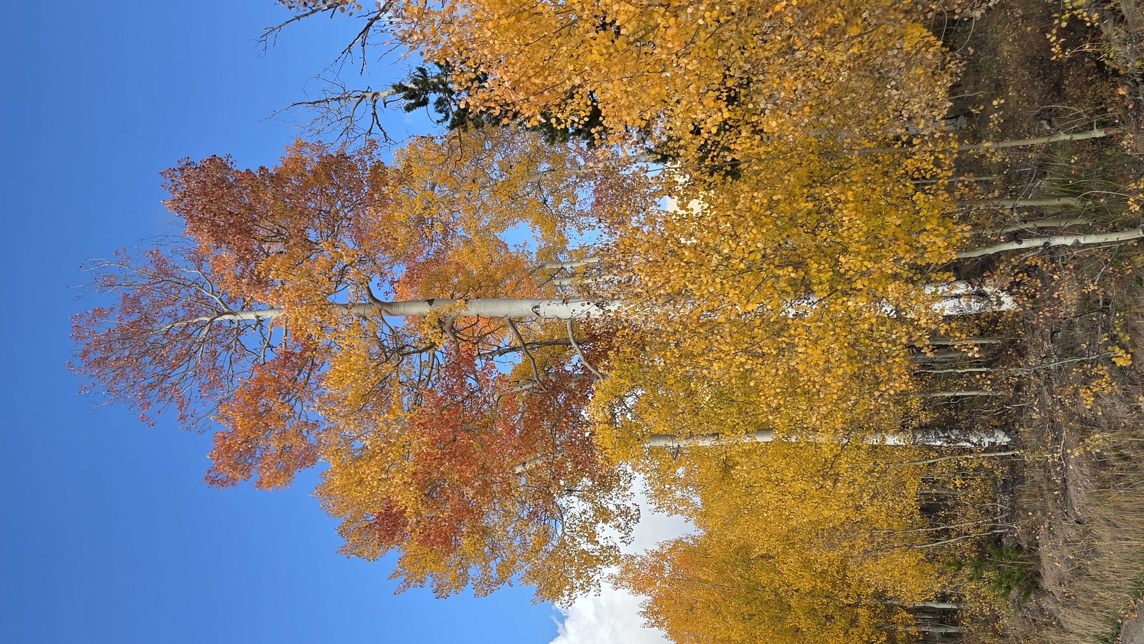 Scenic picture of golden aspen trees in the mountains