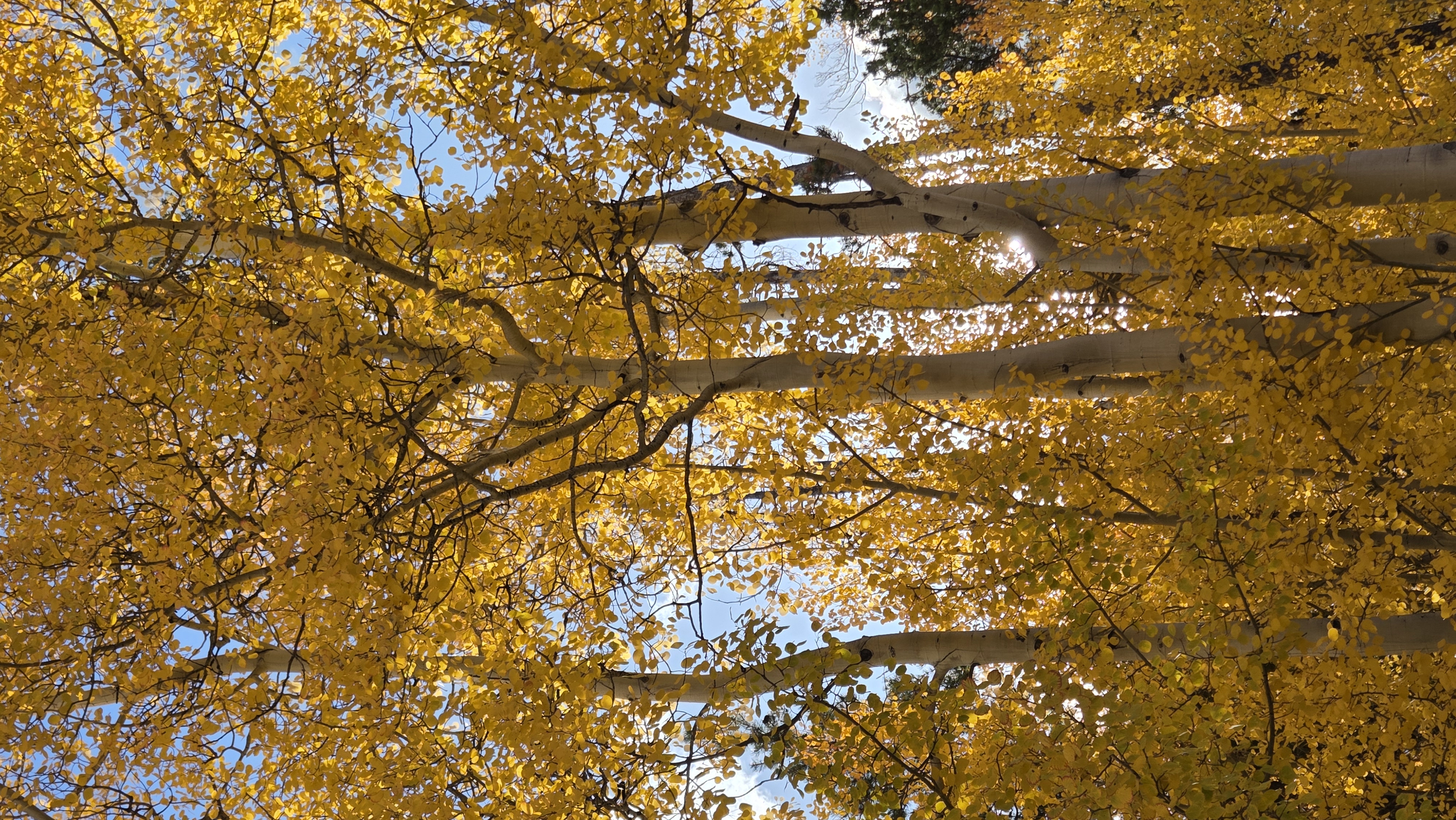 Scenic picture of golden aspen trees in the mountains