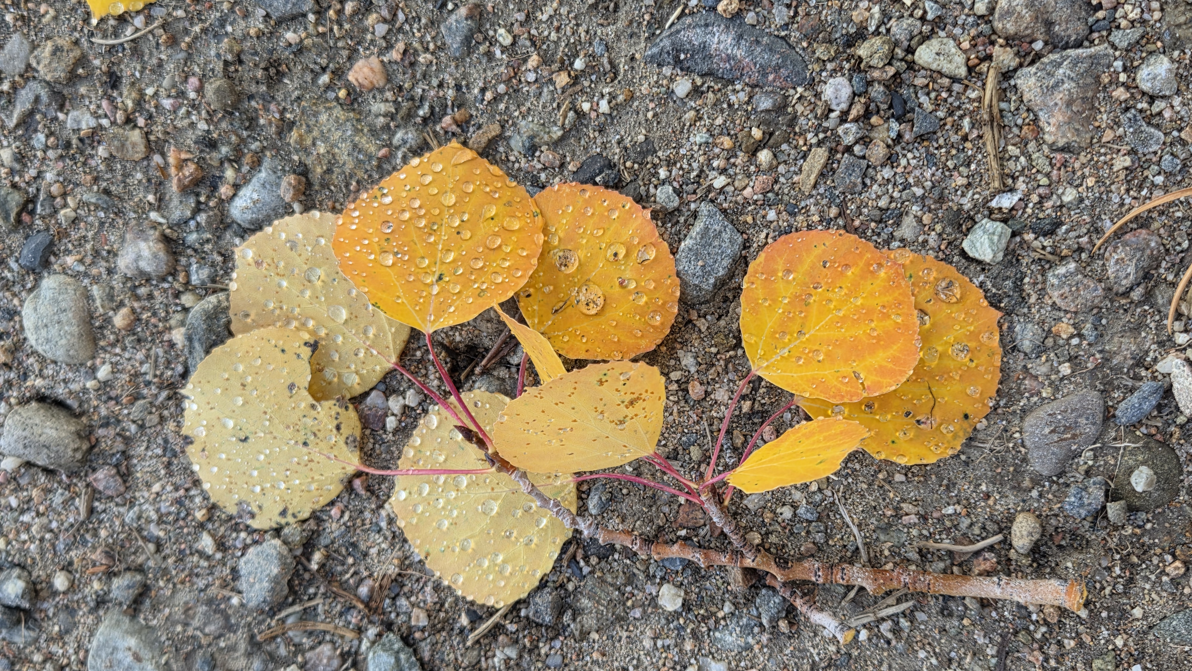 Close-up photo of golden aspen leaves covered in raindrops