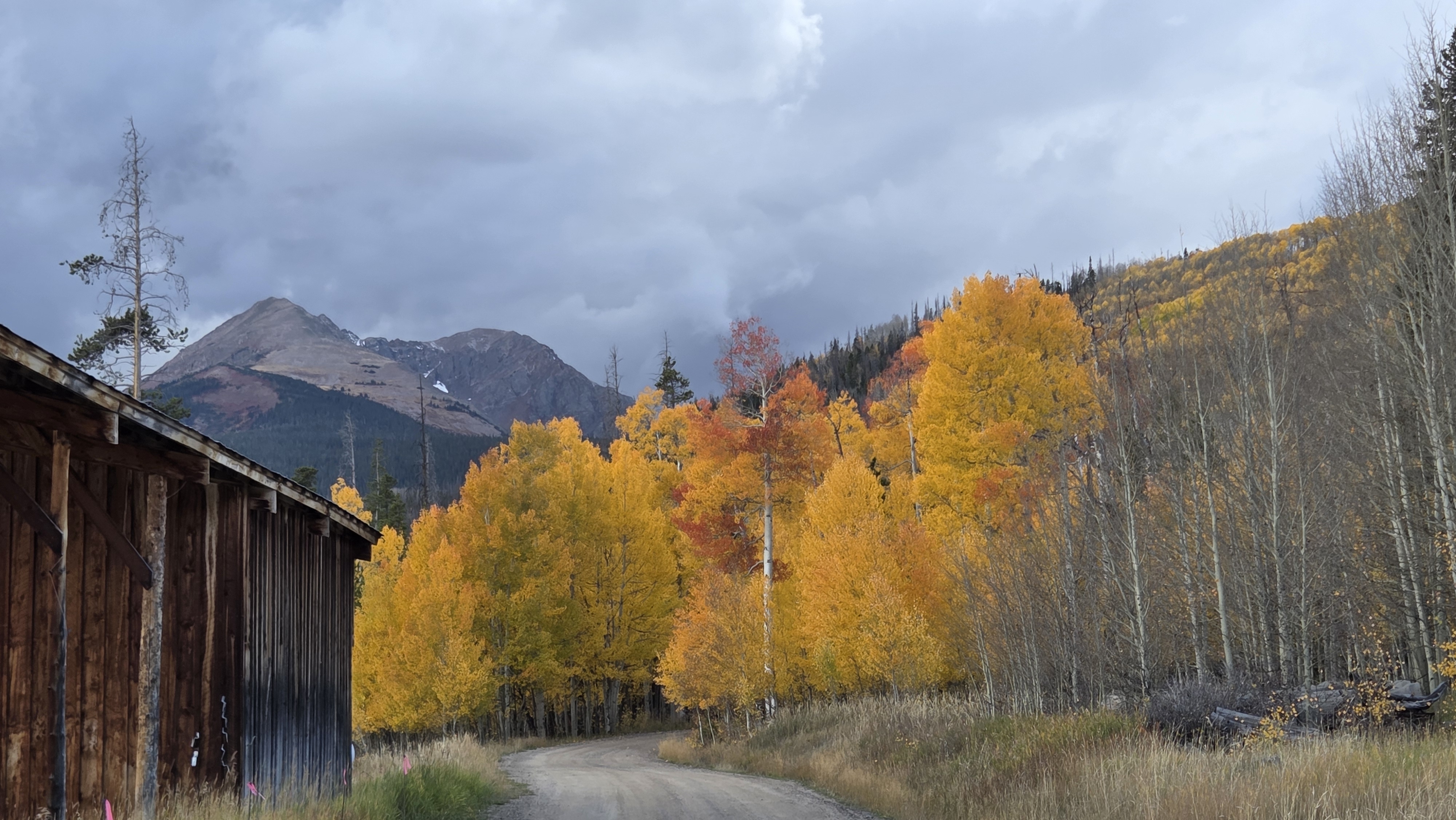 Scenic picture of golden aspen trees in the mountains