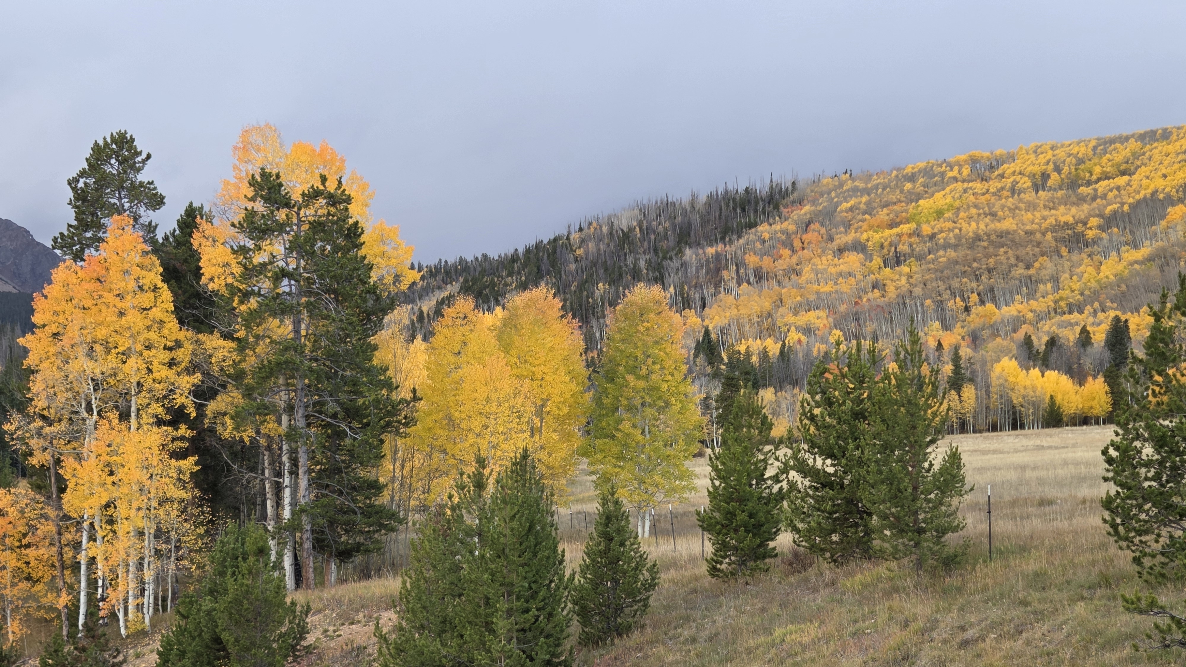 Scenic picture of golden aspen trees in the mountains