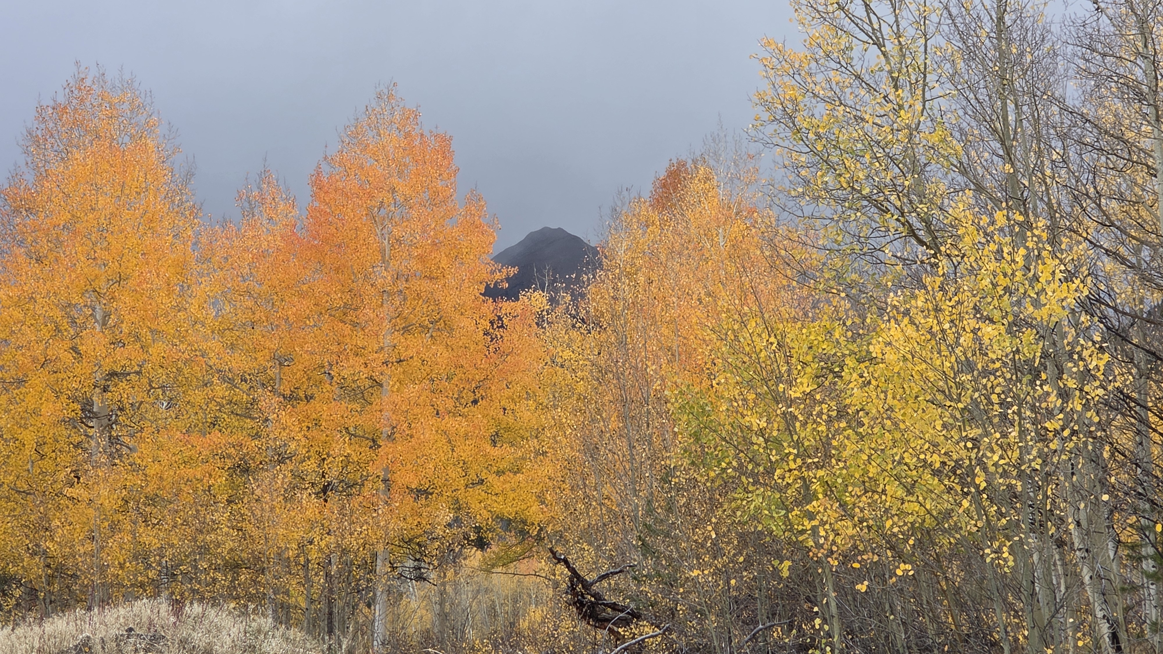 Scenic picture of golden aspen trees in the mountains