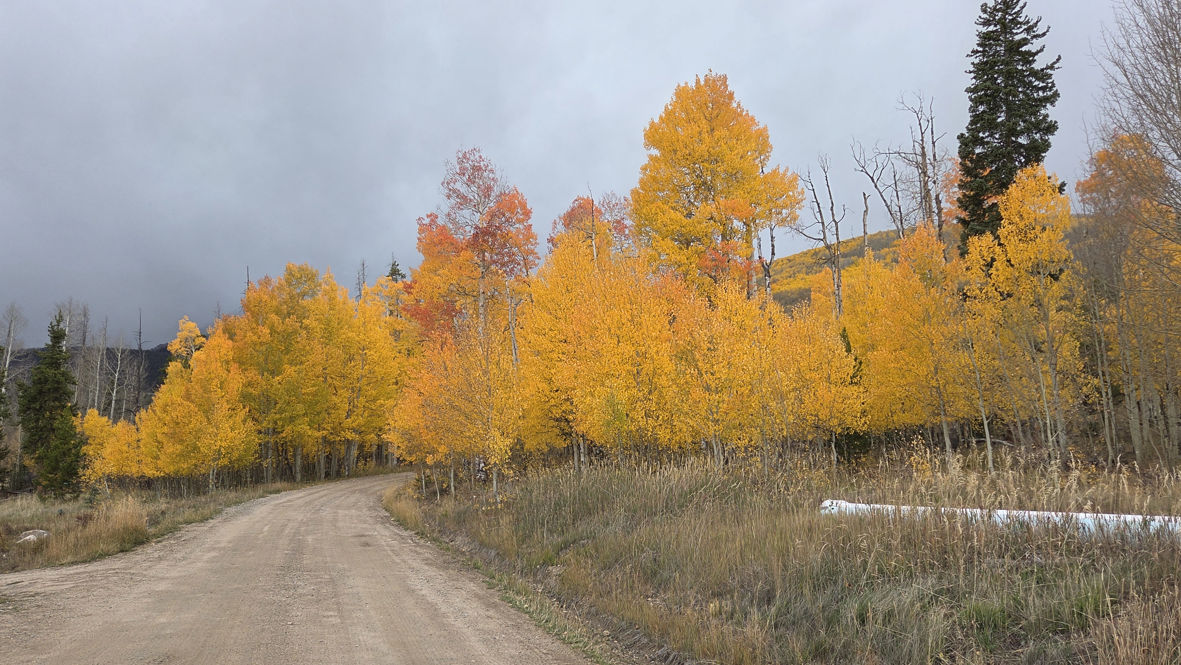 Scenic picture of golden aspen trees in the mountains